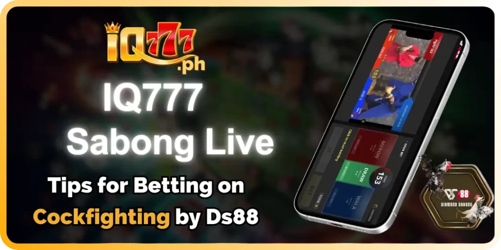 Tips for Betting on Cockfighting by Ds88 at iq777